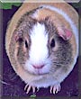 Squeakers