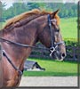 Napoleon