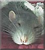 Merlin