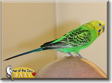 Baby, the Pet of the Day Baby, the Pet of the Day