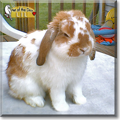 Lil, the Pet of the Day