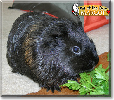 Margot, the Pet of the Day