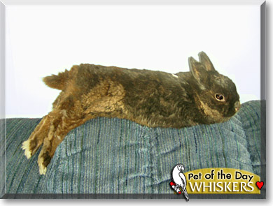 Whiskers, the Pet of the Day