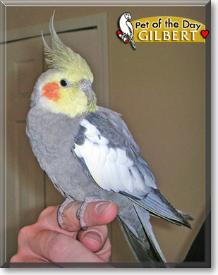 Gilbert, the Pet of the Day