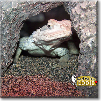 Eddie, the Pet of the Day
