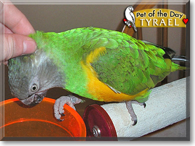 Tyrael, the Pet of the Day
