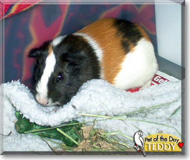 Teddy, the Pet of the Day