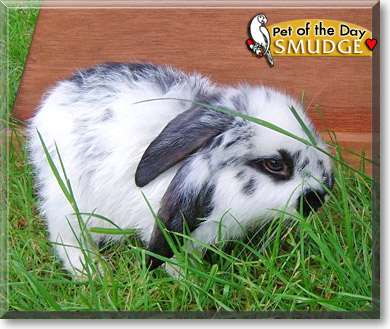 Smudge, the Pet of the Day
