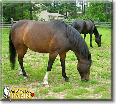 Rabin, the Pet of the Day Rabin, the Pet of the Day