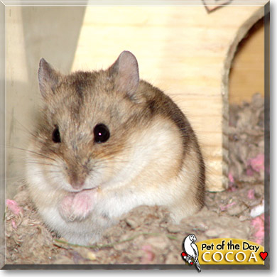 Cocoa, the Pet of the Day
