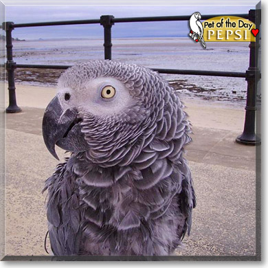Pepsi, the Pet of the Day