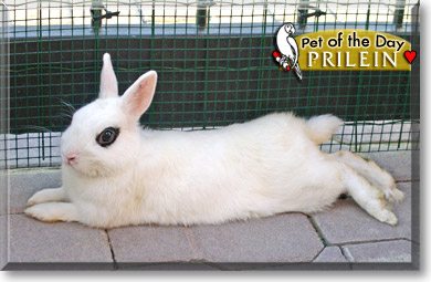 Prilein, the Pet of the Day
