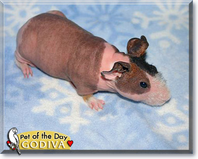 Godiva, the Pet of the Day Godiva, the Pet of the Day