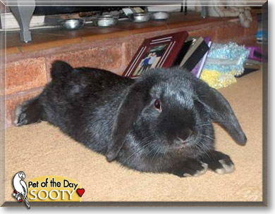 Sooty, the Pet of the Day Sooty, the Pet of the Day