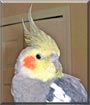 Gilbert