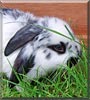 Smudge