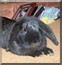 Sooty