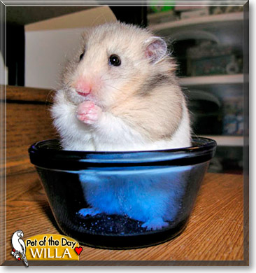 Willa, the Pet of the Day