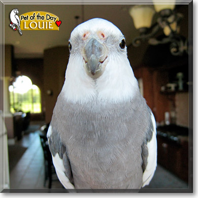 Louie, the Pet of the Day