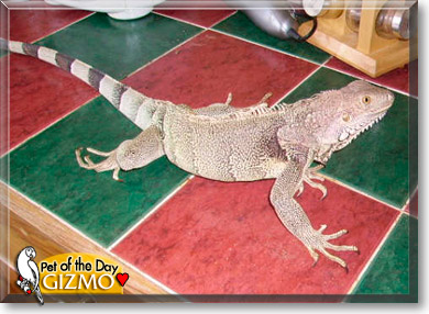 Gizmo, the Pet of the Day