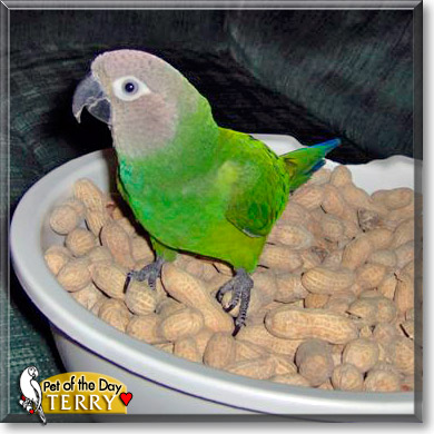 Terry, the Pet of the Day