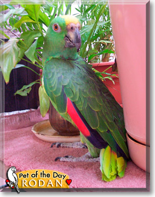 Rodan, the Pet of the Day