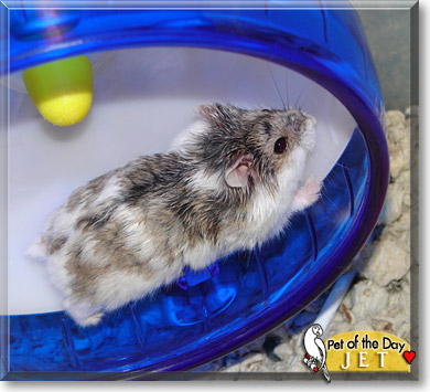 Jet, the Pet of the Day