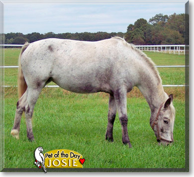 Josie, the Pet of the Day