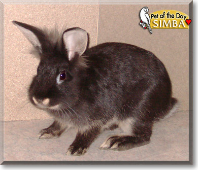 Simba, the Pet of the Day