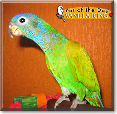 Vanilla Icing, the Pet of the Day