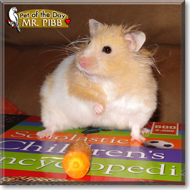 Mr. Pibb, the Pet of the Day Mr. Pibb, the Pet of the Day