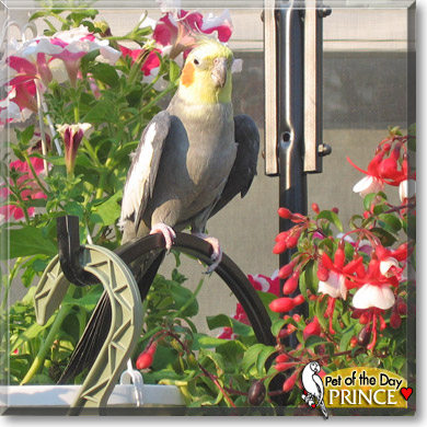 Prince, the Pet of the Day