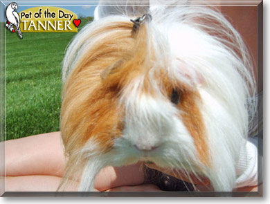 Tanner, the Pet of the Day