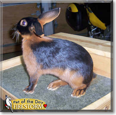 Firestorm, the Pet of the Day