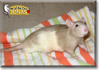 Jonas, the Pet of the Day