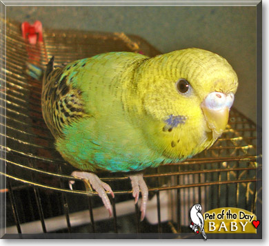 Baby, the Pet of the Day
