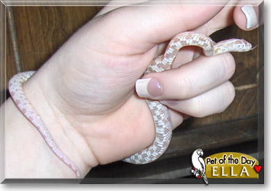 Ella, the Pet of the Day