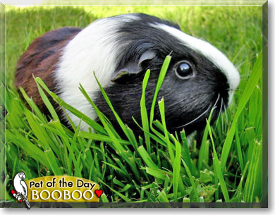BooBoo, the Pet of the Day