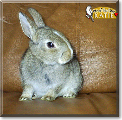 Katie, the Pet of the Day