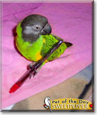 SweetPepper, the Pet of the Day