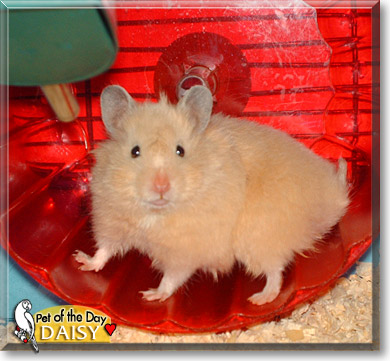 Daisy, the Pet of the Day