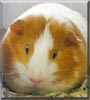 Twinkie