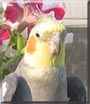 Prince