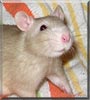 Jonas