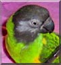 SweetPepper