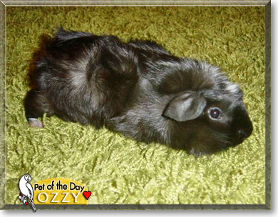 Ozzy, the Pet of the Day