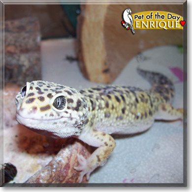 Enrique, the Pet of the Day