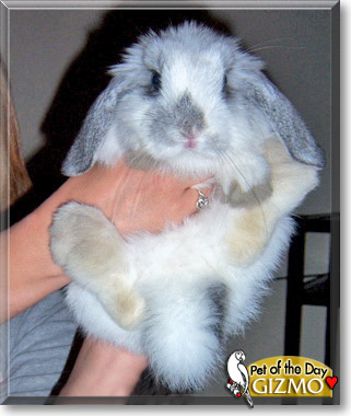 Gizmo, the Pet of the Day