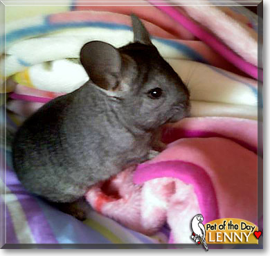 Lenny, the Pet of the Day