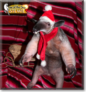 Stewie, the Pet of the Day Stewie, the Pet of the Day